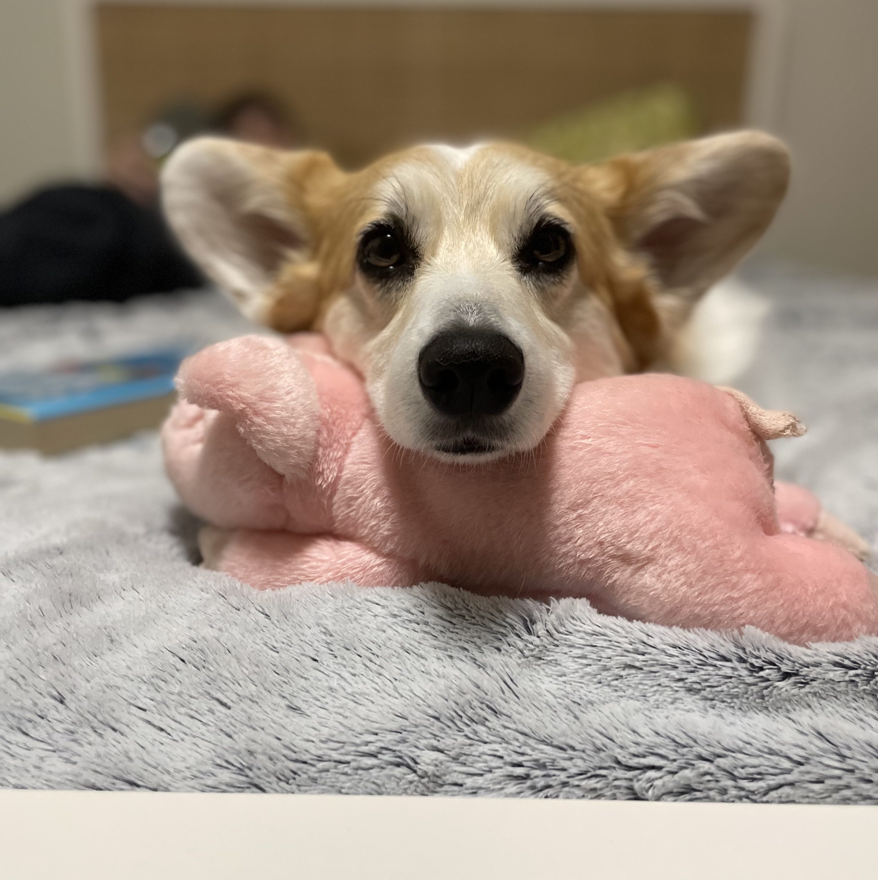 Miss Ollie the corgi getting ready for bed with her piggy: Petey